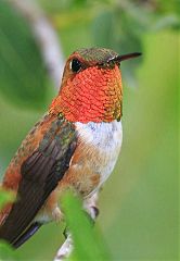 Rufous Hummingbird